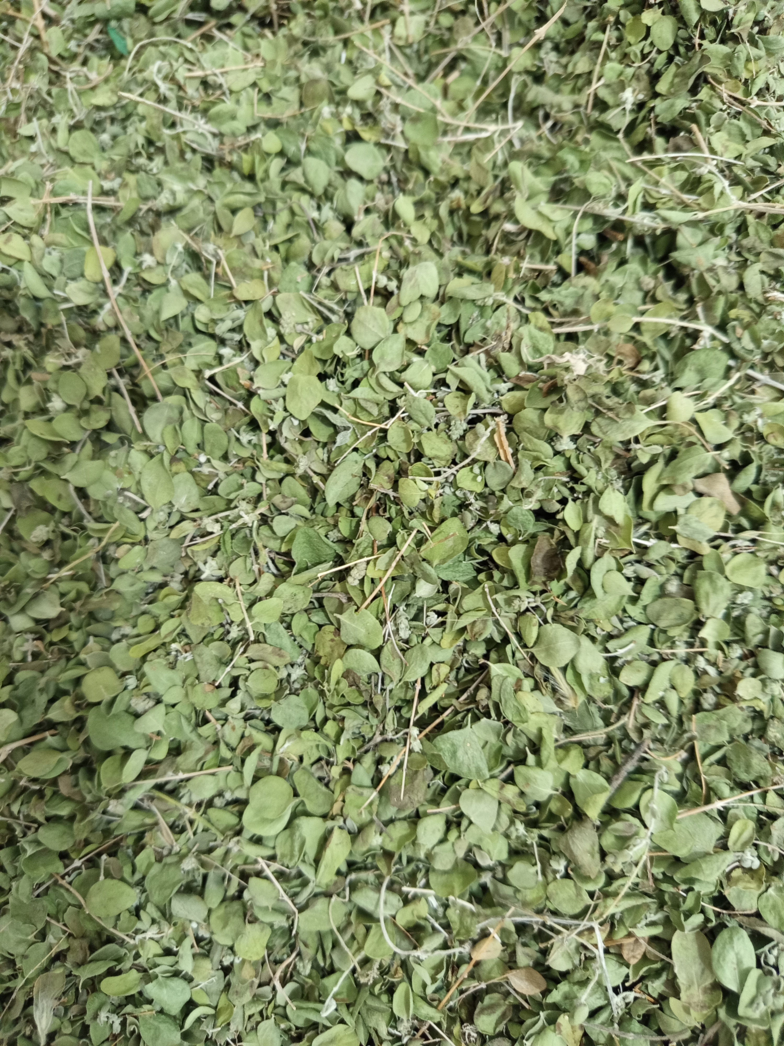 فروش برگ آویشن کوهی کاملا ارگانیک (گیاه‌ دارویی)