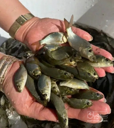 فروش بچه  ماهی کپور پرورشی