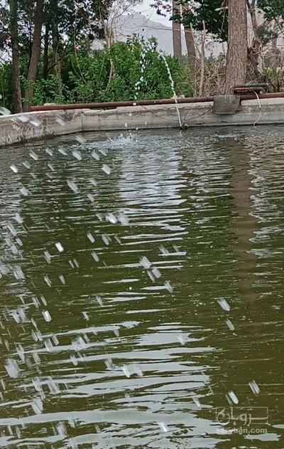 فروش بچه ماهی قزل آلا