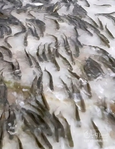 فروش بچه  ماهی کپور پرورشی