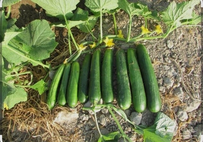 فروش خیار