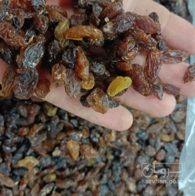 فروش کشمش ملکان