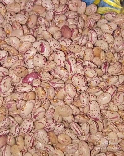 فروش لوبیا چیتی