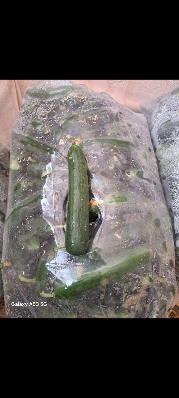 فروش خیار