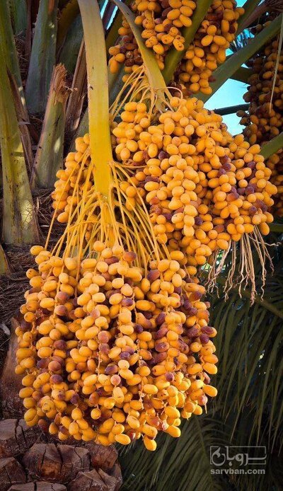 فروش خرما کلوته