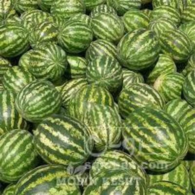 فروش هندوانه