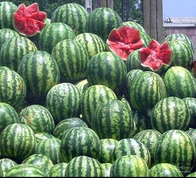 فروش هندوانه گردخطی