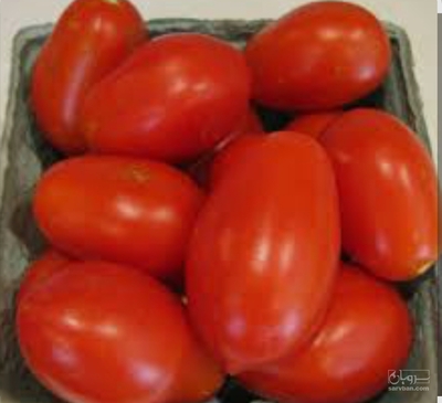 فروش گوجه فرنگی