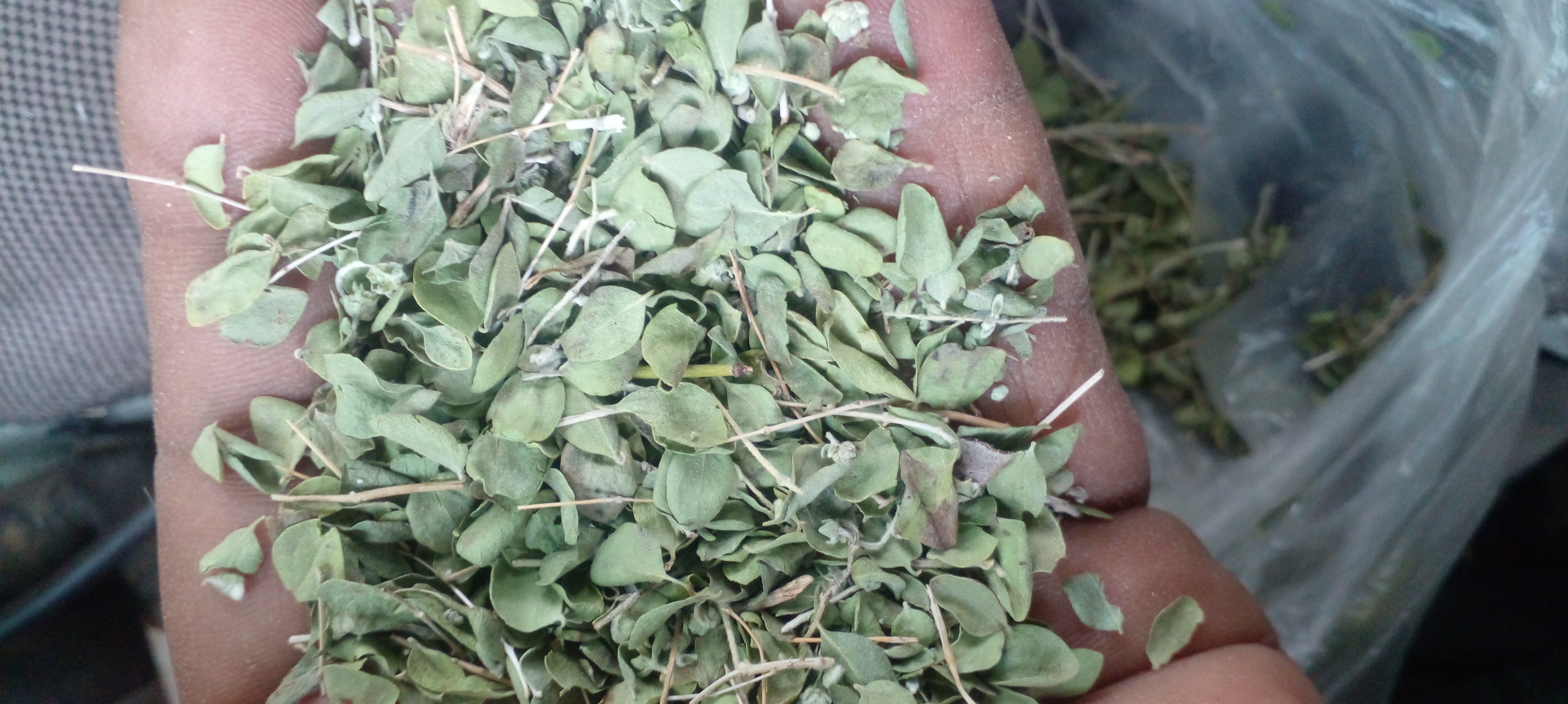 فروش آویشن خشک (گیاه‌ دارویی)