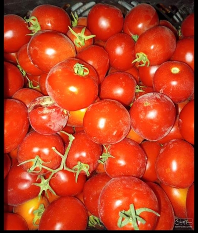 فروش گوجه فرنگی ربی