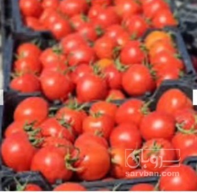 فروش گوجه فرنگی