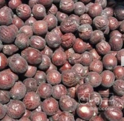 فروش عناب