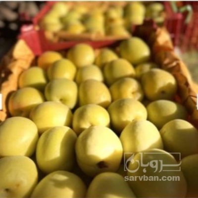 فروش زردآلو