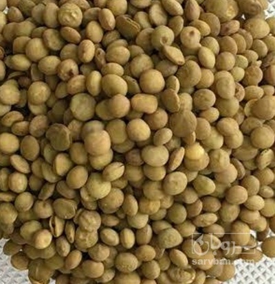 فروش عدس