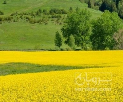 فروش کلزا