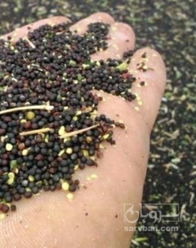فروش کلزا