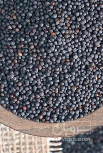 فروش کلزا