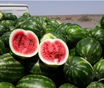 فروش هندوانه