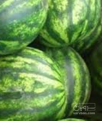 فروش هندوانه