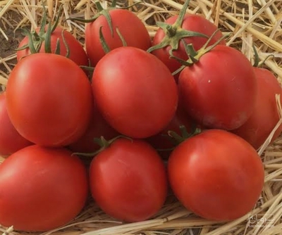 فروش گوجه فرنگی