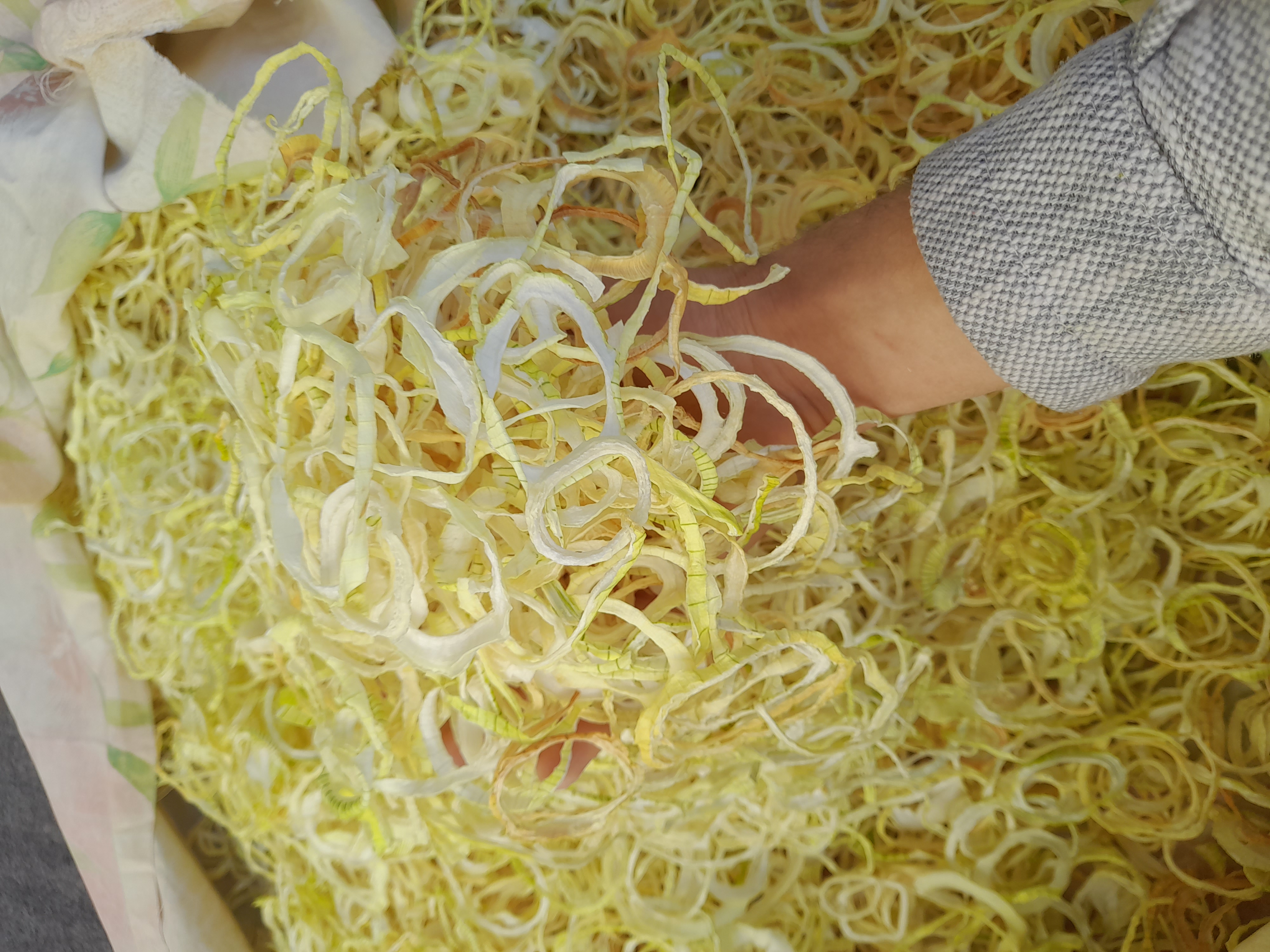 فروش پیاز خشک (گیاه‌ دارویی)