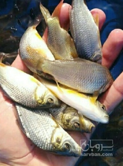 فروش بچه ماهی کپور طلایی