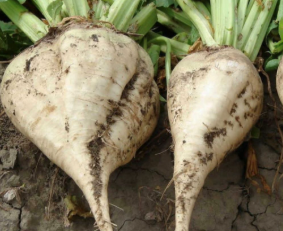 فروش چغندر قند