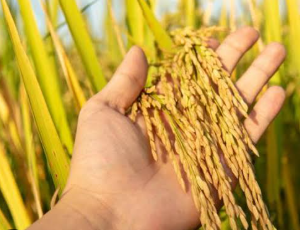 فروش شالی برنج