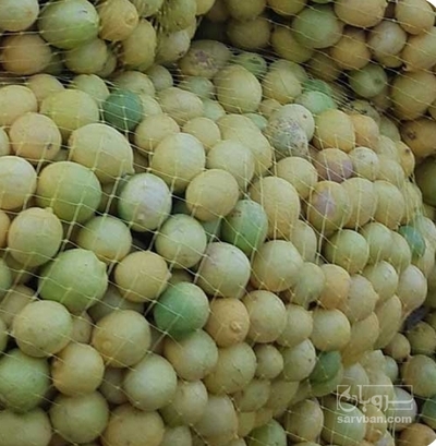 فروش لیمو ترش
