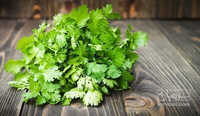 فروش گشنیز