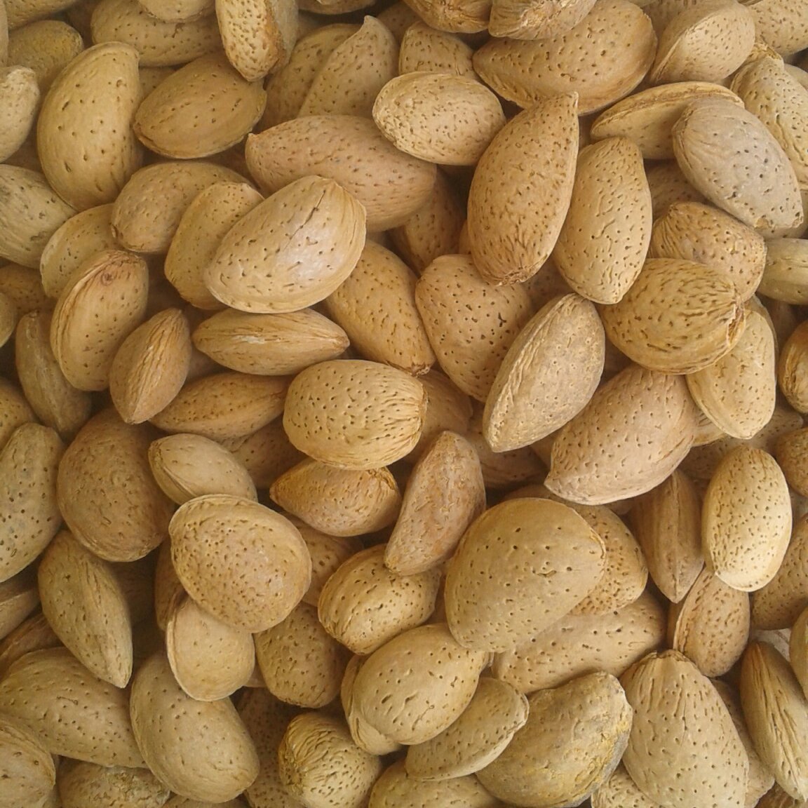 فروش بادام
