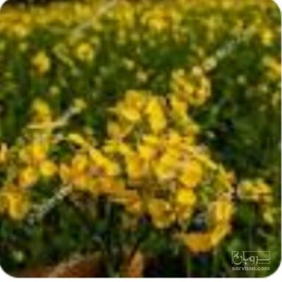 فروش کلزا