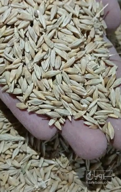 فروش جو