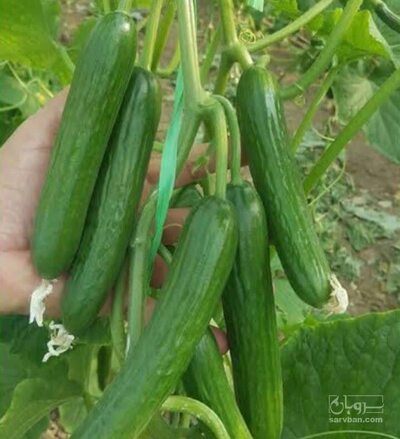 فروش خیار