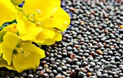 فروش کلزا