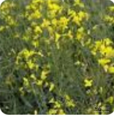 فروش کلزا
