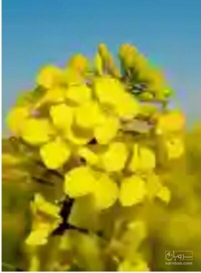 فروش کلزا