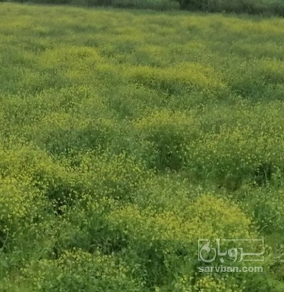 فروش کلزا