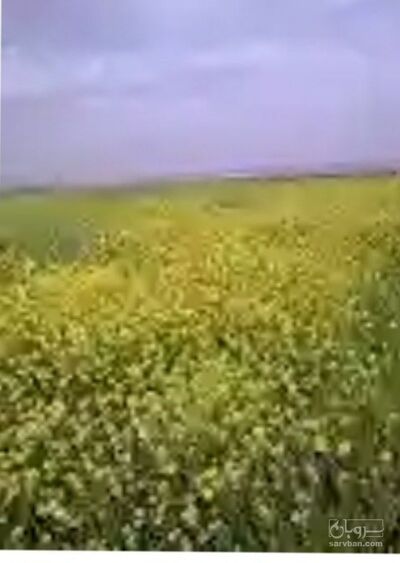 فروش کلزا