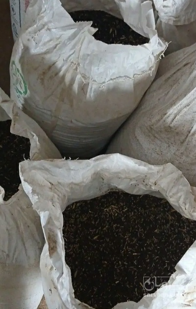 فروش کلزا