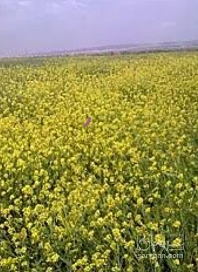 فروش کلزا