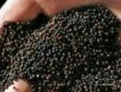 فروش کلزا