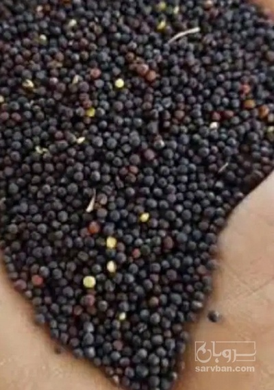فروش کلزا