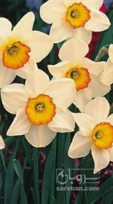 فروش گل نرگس (گیاه‌ دارویی)