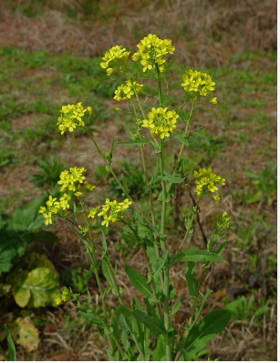 فروش کلزا