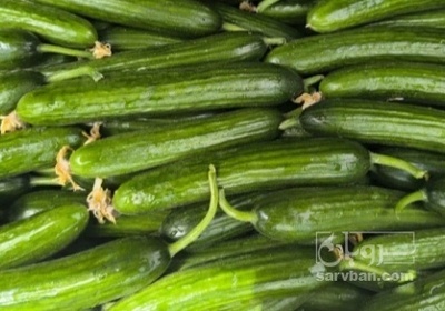 فروش خیار