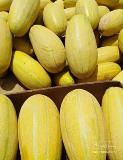فروش خربزه مشهدی