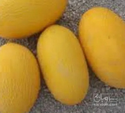 فروش خربزه راک
