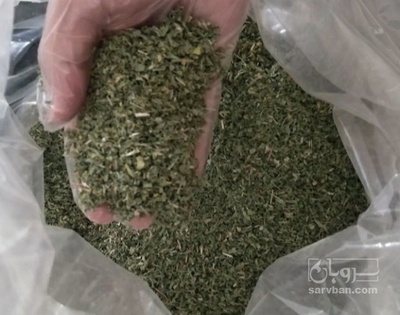 فروش تره خشک