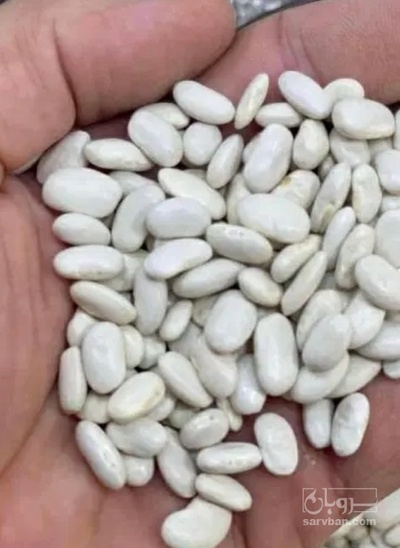 فروش لوبیا سفید
